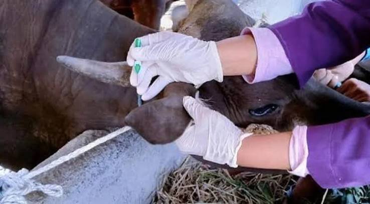 Wholesale of Animal Products